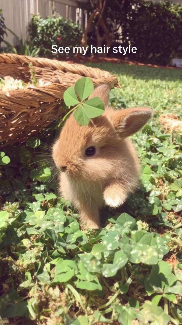 a bunny with a four-leaf clover balanced on its head