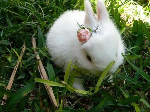 a bunny with a tiny crown and a rosebud behind its ear