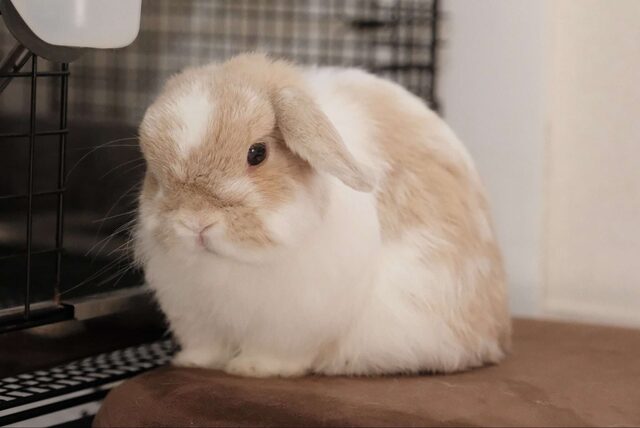 a lop-eared bunny (placeholder photo)